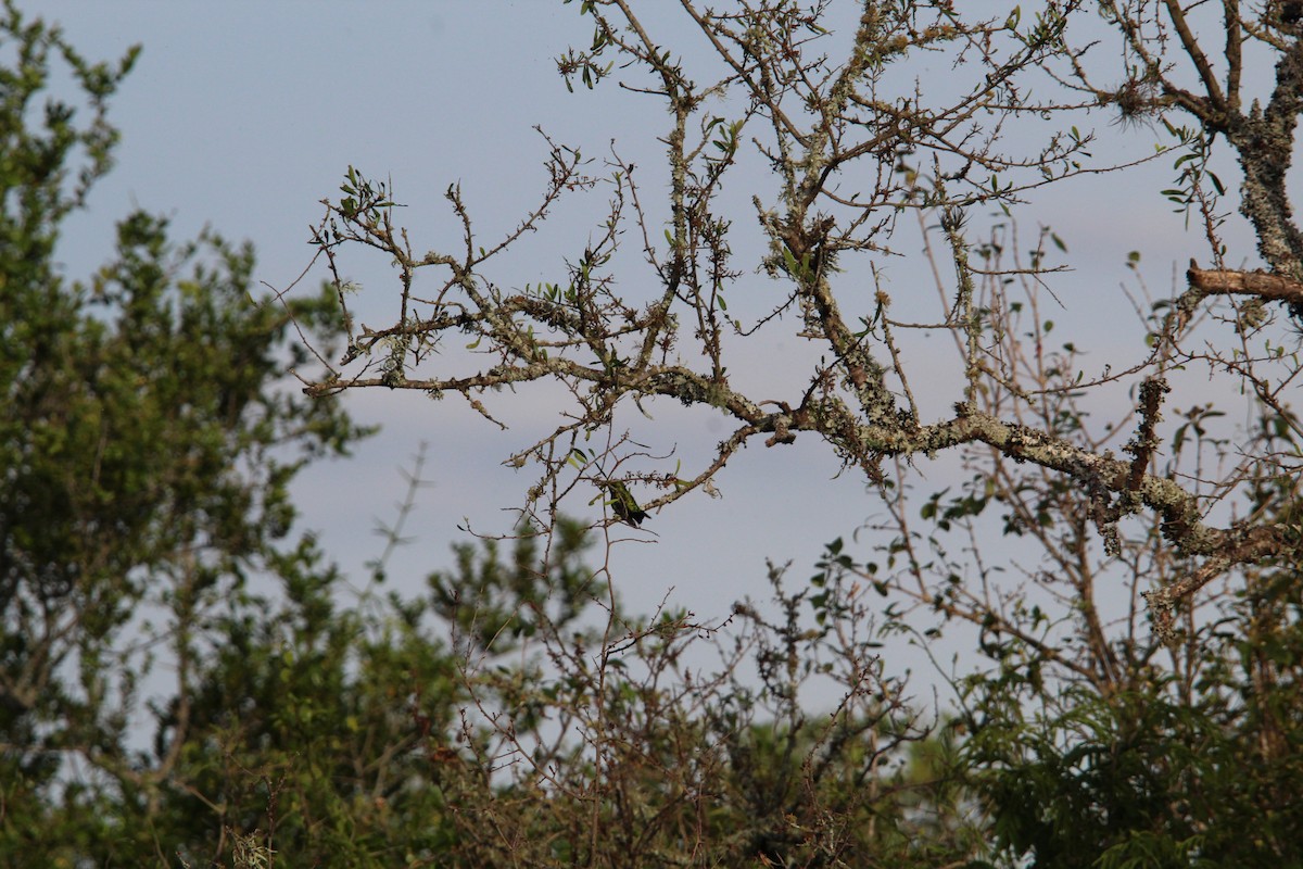 Glittering-bellied Emerald - ML644492314
