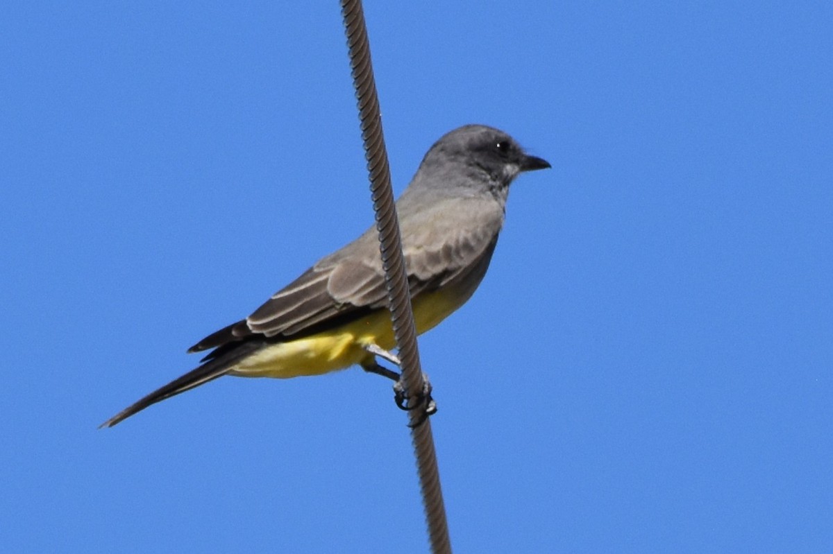 Cassin's Kingbird - ML644492315