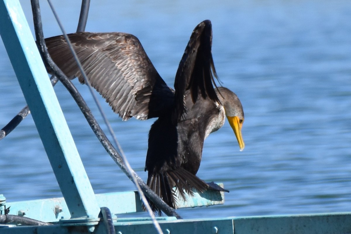 Double-crested Cormorant - ML644492320