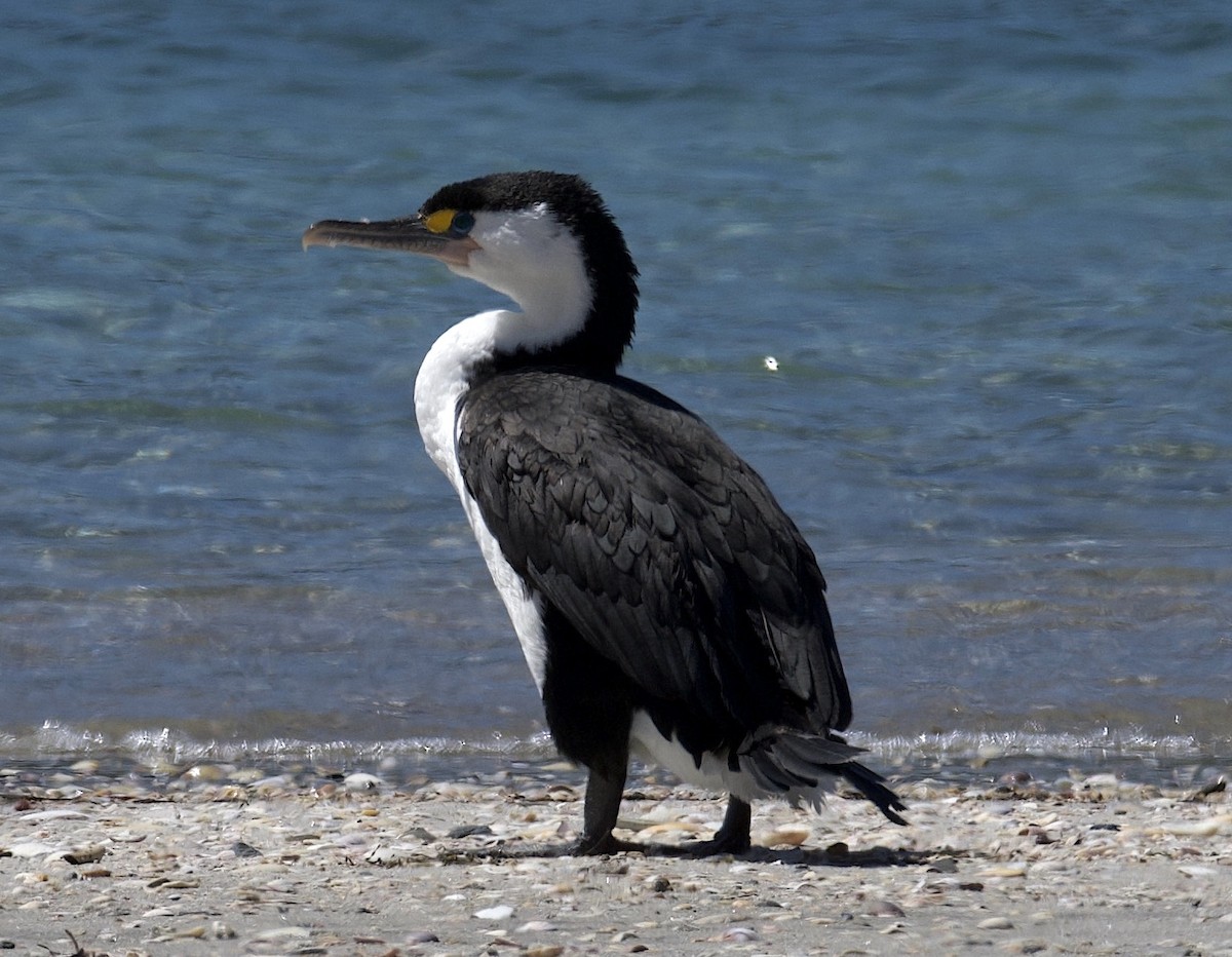 Pied Cormorant - ML644492328