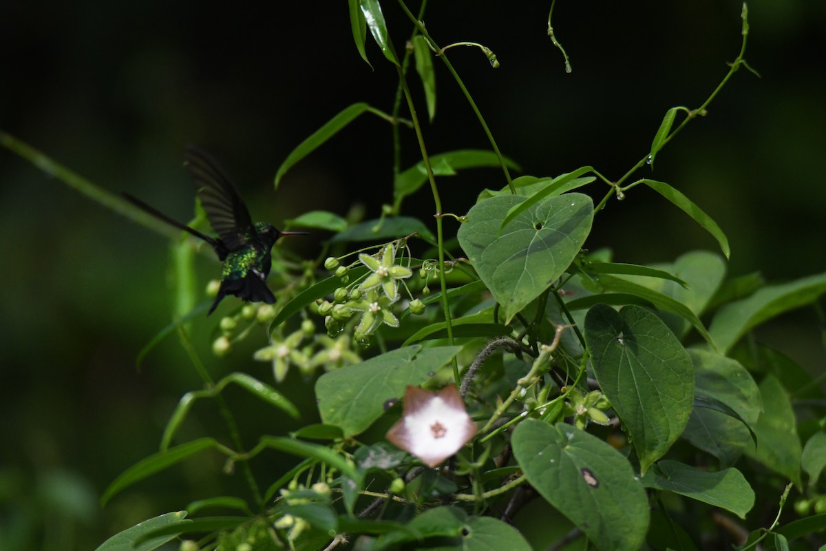 Canivet's Emerald - ML644492348