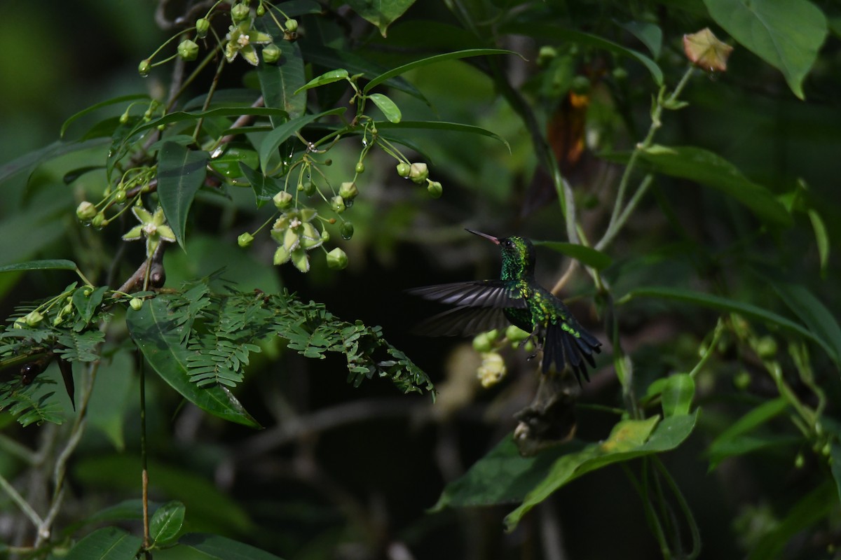 Canivet's Emerald - ML644492349