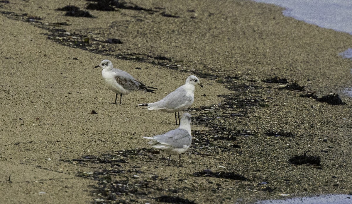 Mediterranean Gull - ML644492350