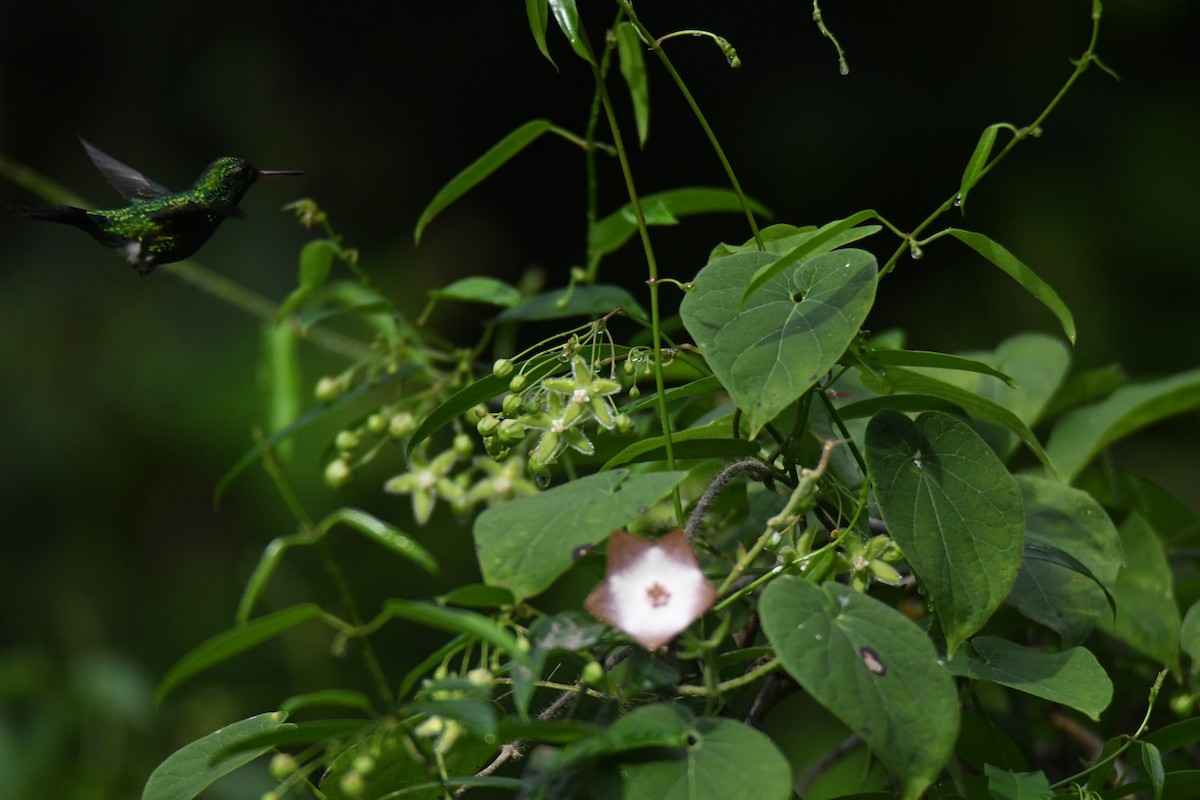 Canivet's Emerald - ML644492351