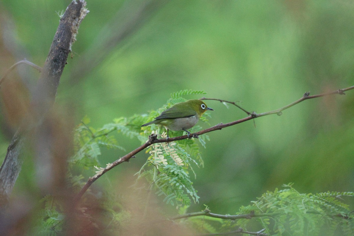 Anteojitos Japonés - ML644492352