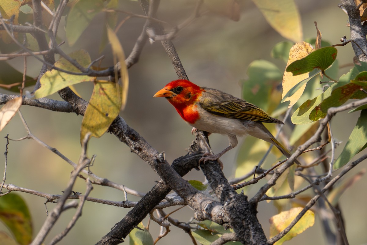 Red-headed Weaver - ML644492354
