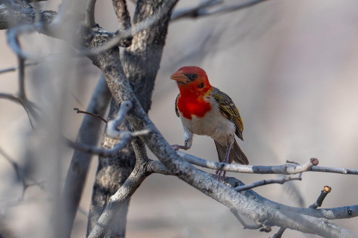 Red-headed Weaver - ML644492355