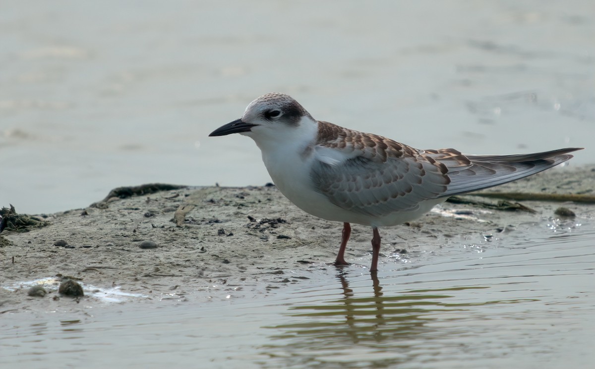 Цагаан шанаат хараалай - ML644492358