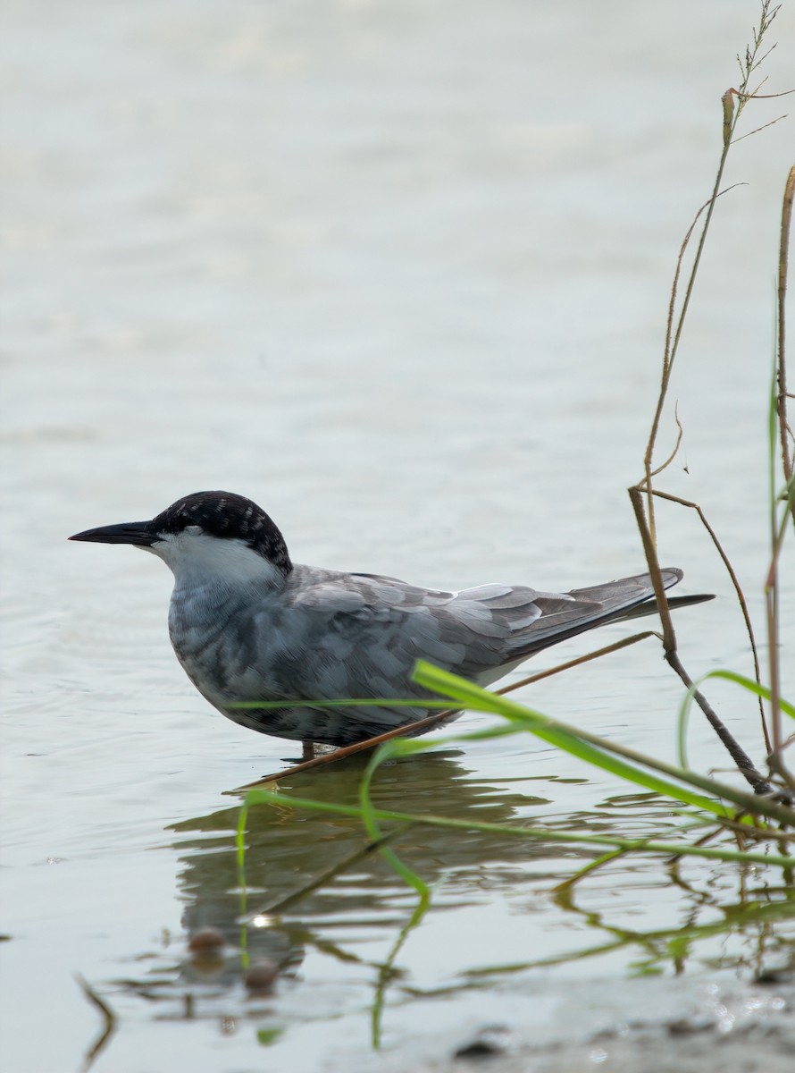 Цагаан шанаат хараалай - ML644492359
