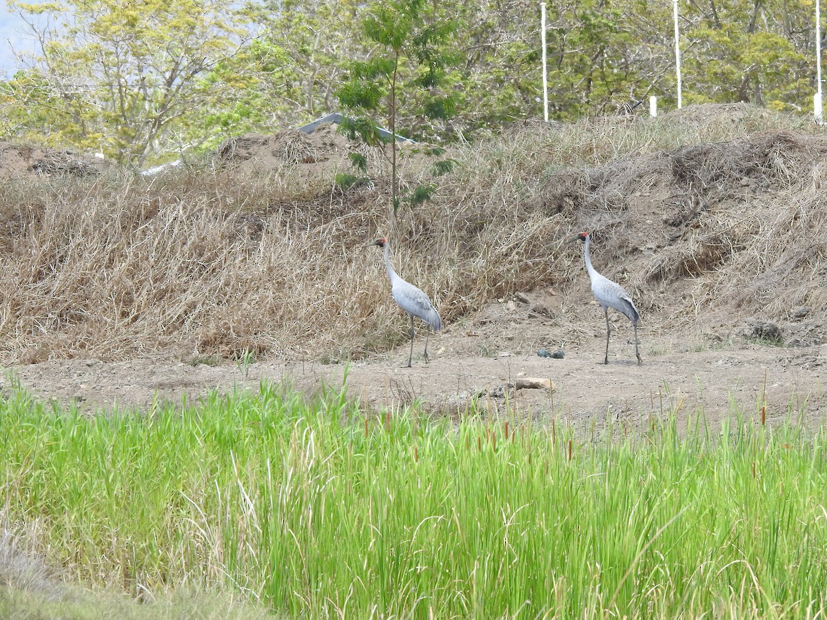 Brolga - ML644492365