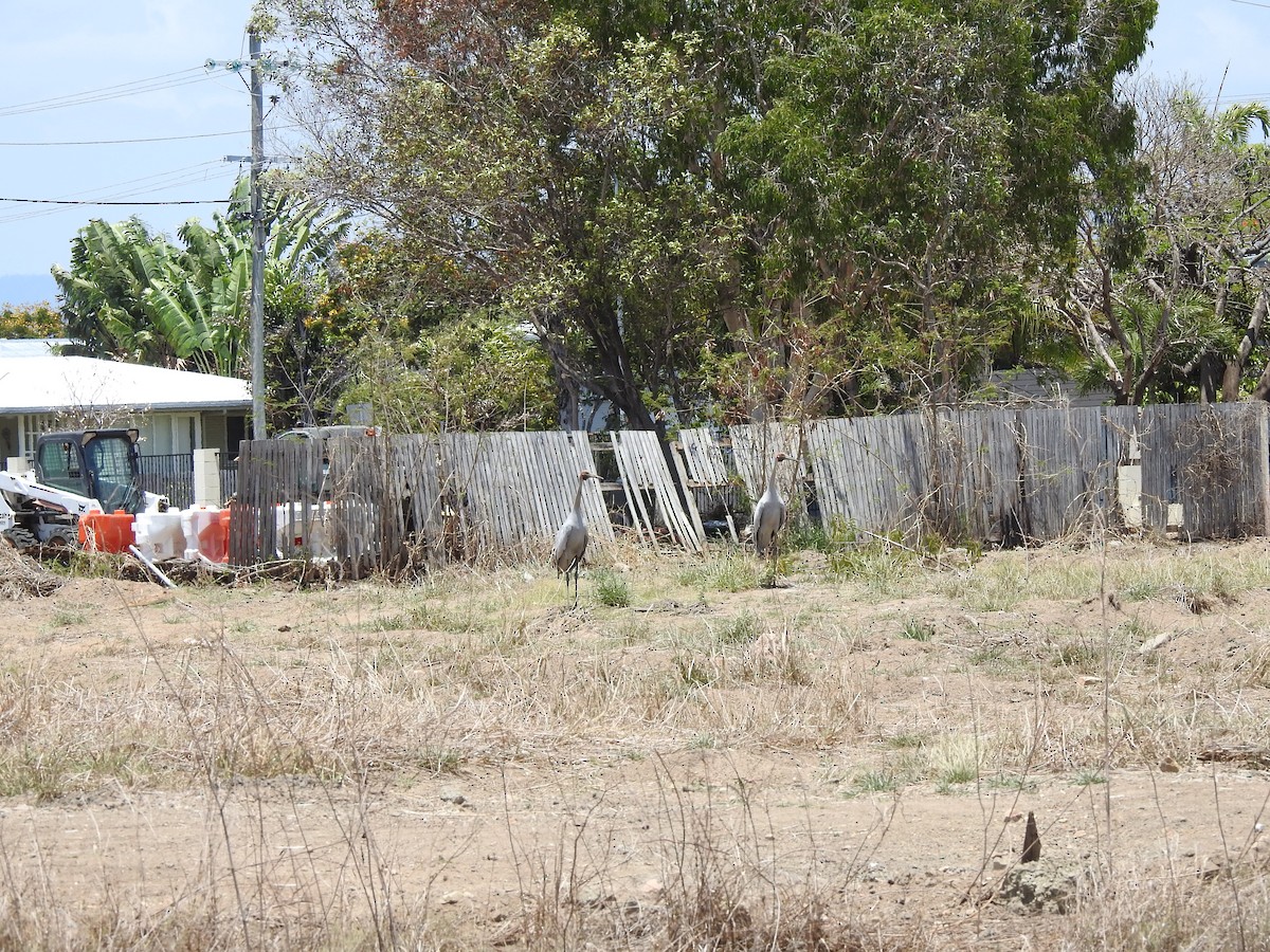 Brolga - ML644492366