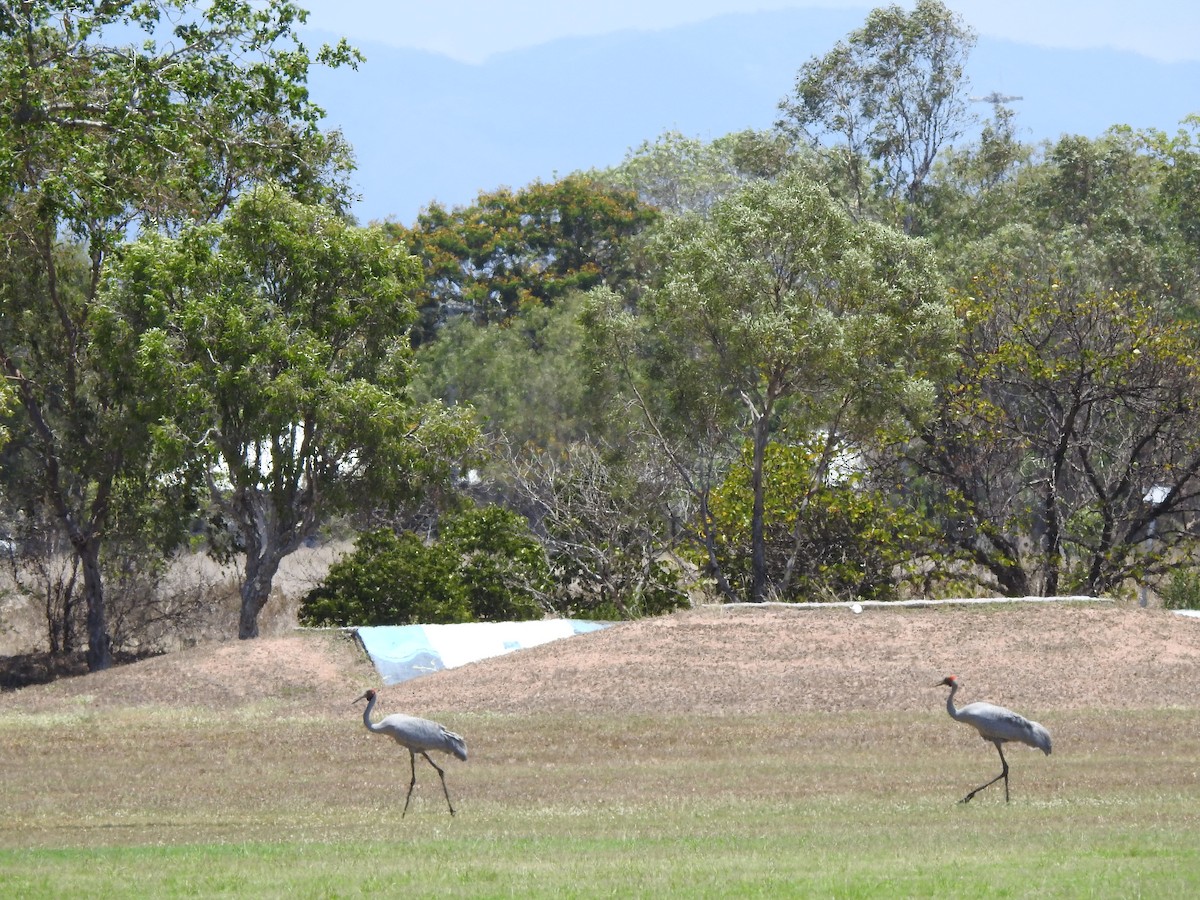 Brolga - ML644492367