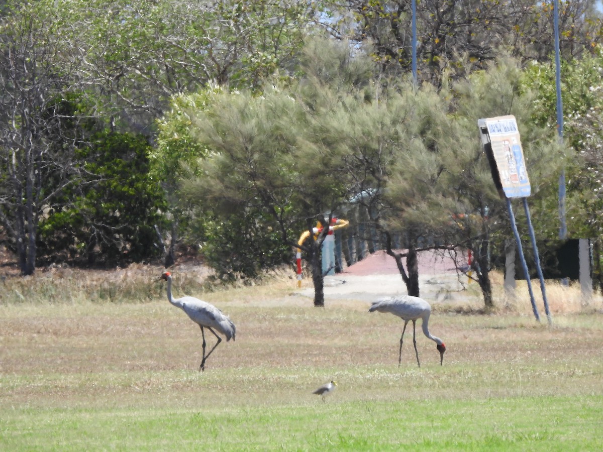 Brolga - ML644492368