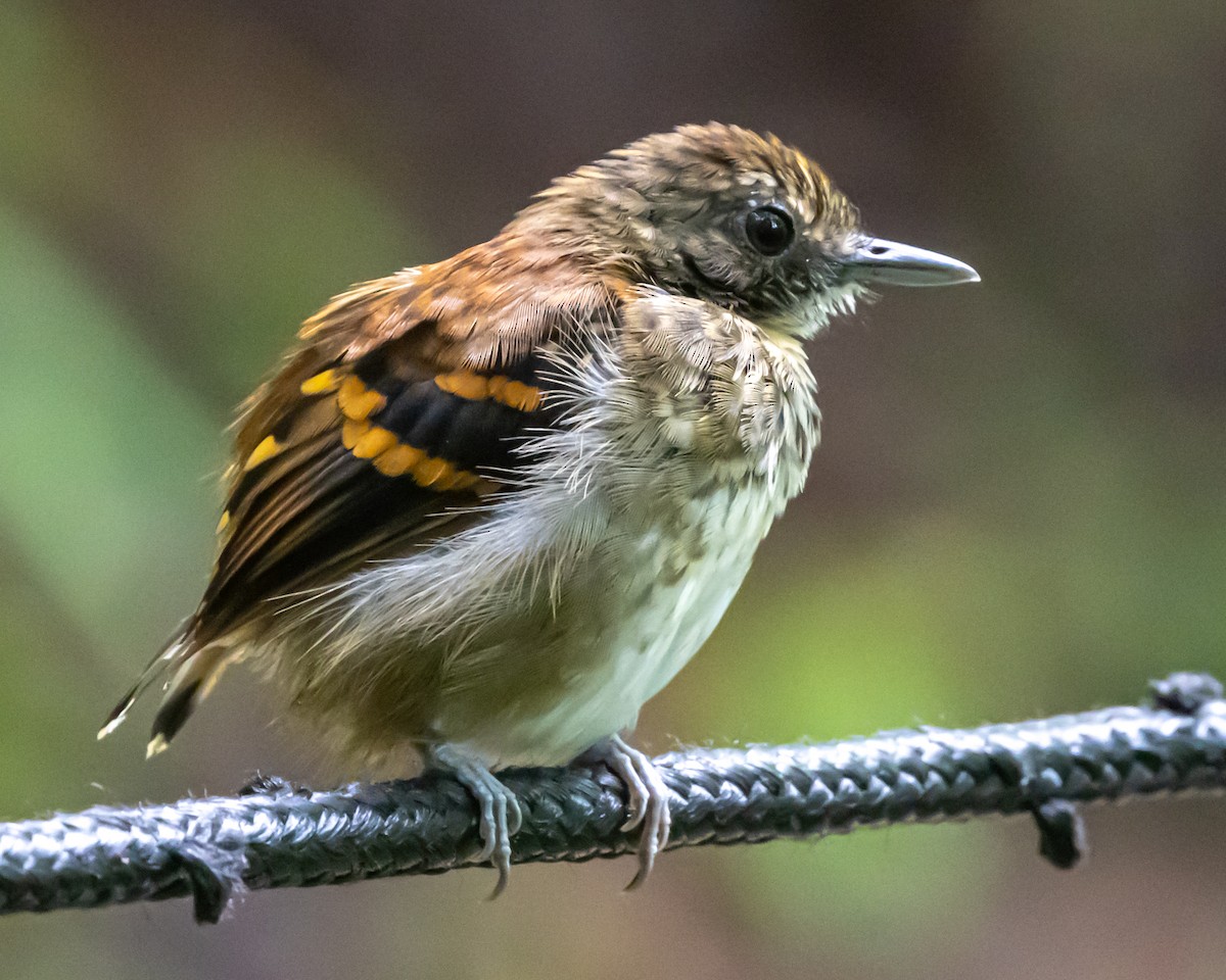 Spotted Antbird - ML644492369