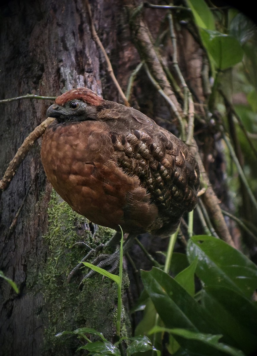 Tocro à face noire - ML644492376