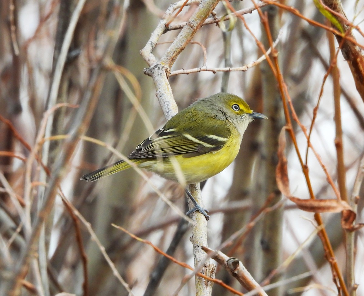 White-eyed Vireo - ML644492382