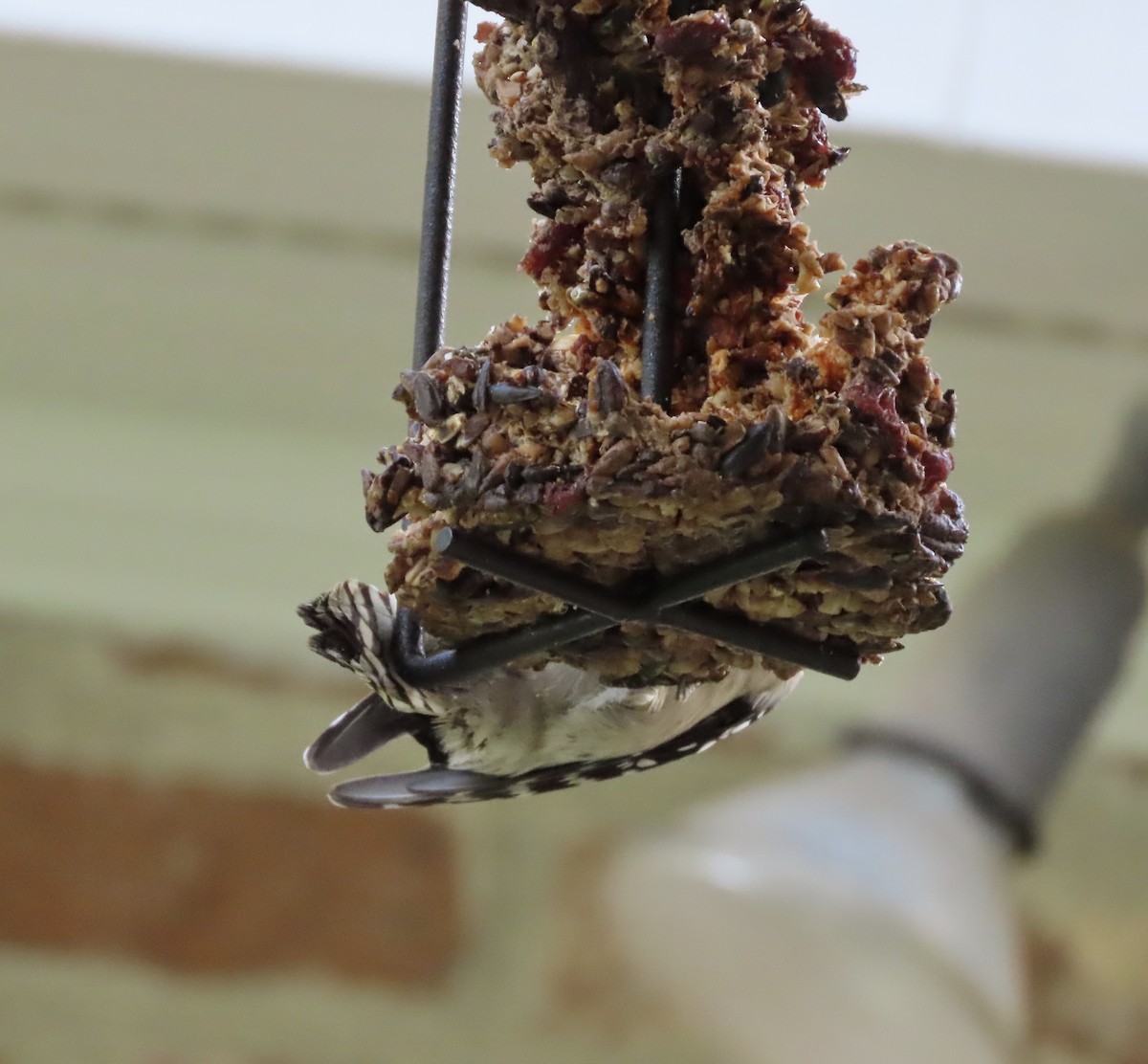 dunspett - ML644492394