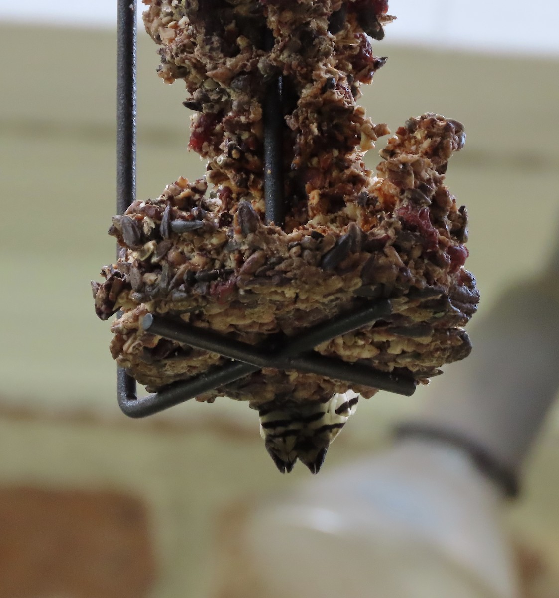 dunspett - ML644492395