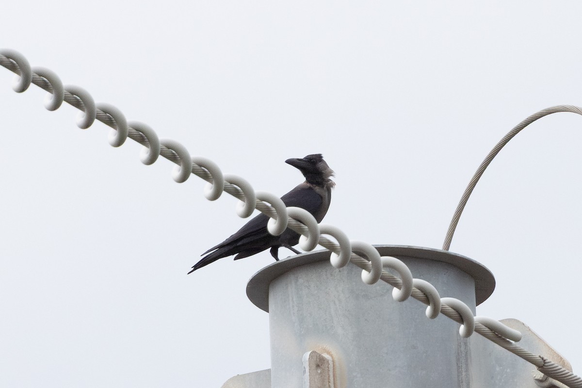 Corbeau familier - ML644492399