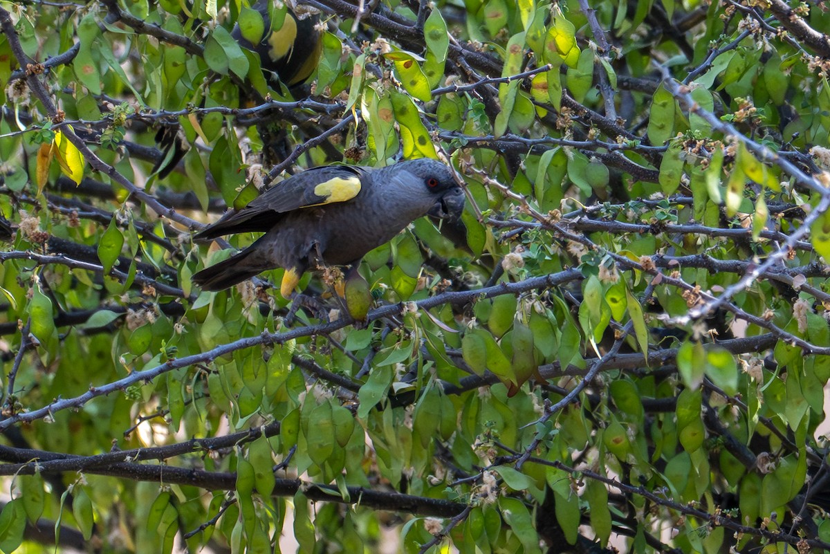Rüppell's Parrot - ML644492400