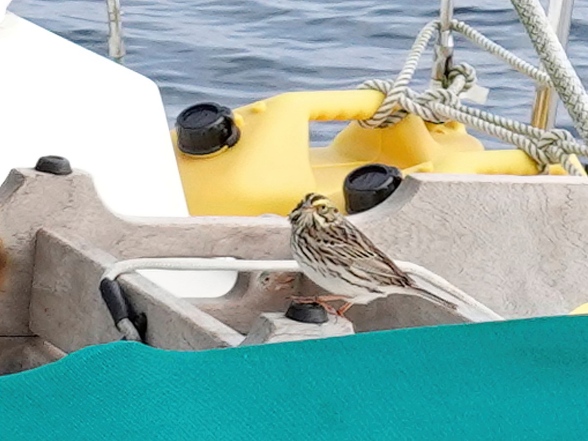 Bruant des prés - ML644492405