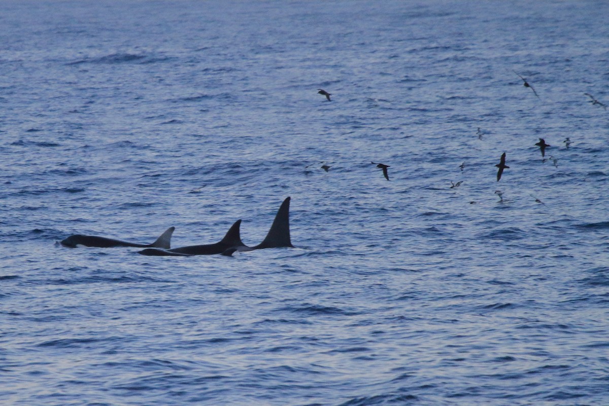 Puffin à menton blanc - ML644492406