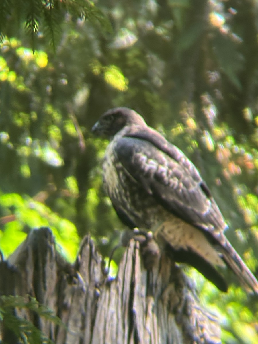 Red-tailed Hawk - ML644492421