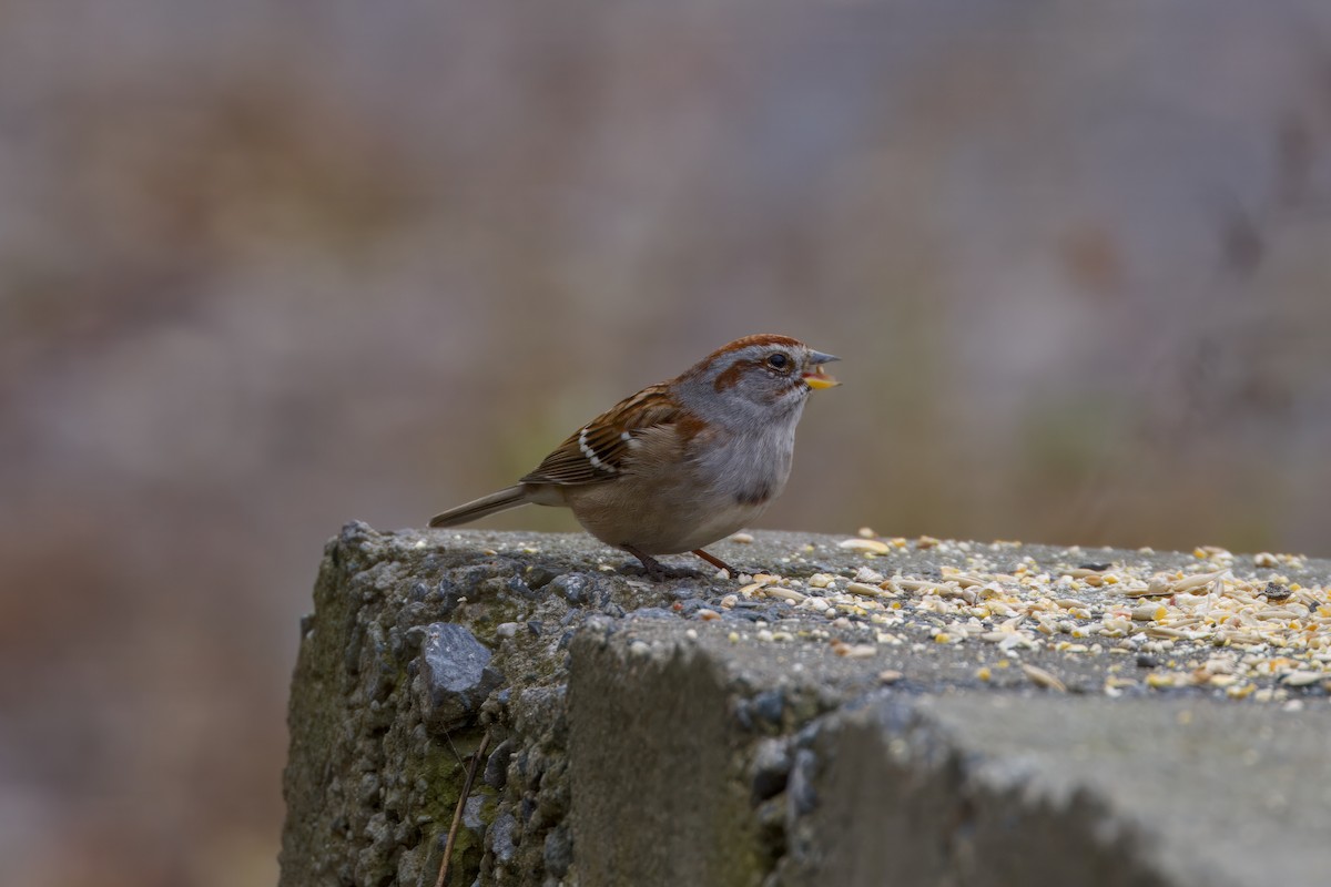 Hudson Körfezi Serçesi - ML644492428