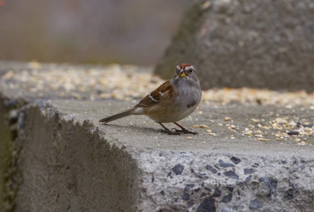 Hudson Körfezi Serçesi - ML644492429