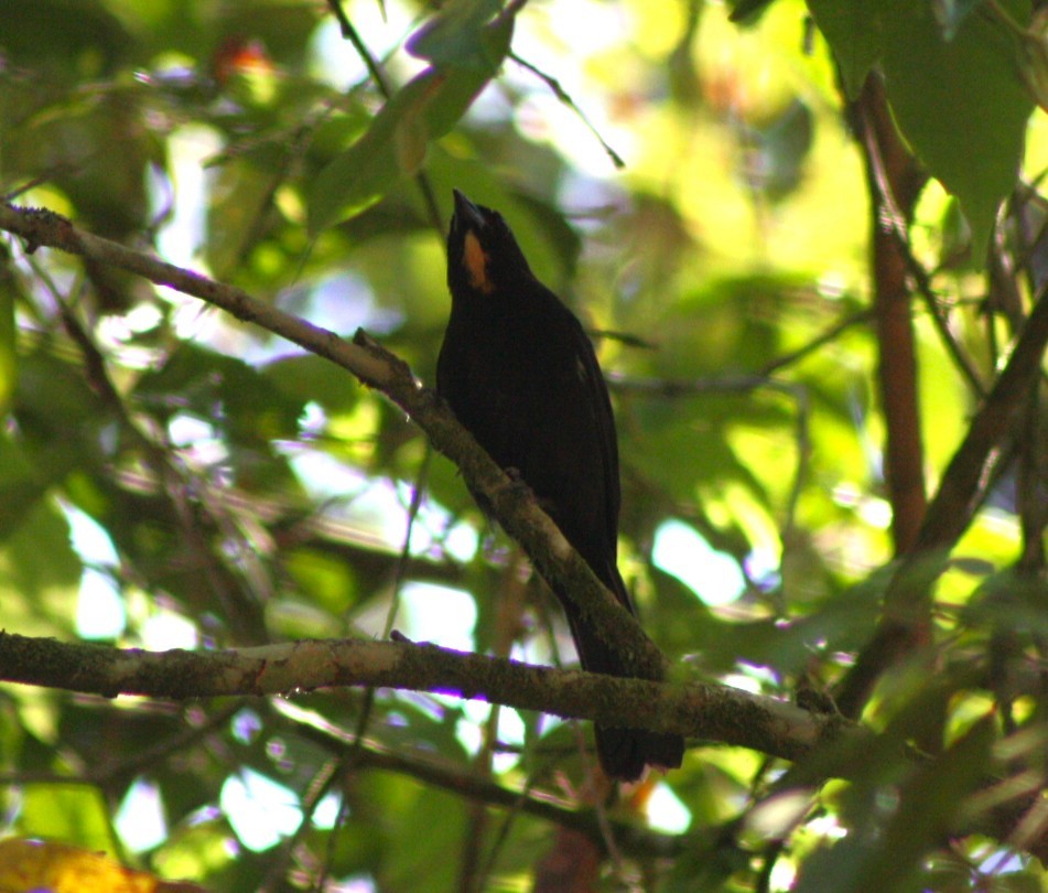 Tangara à huppe ignée - ML644492456