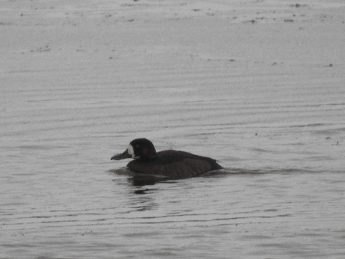 Тэнгисийн шумбуур - ML644492465