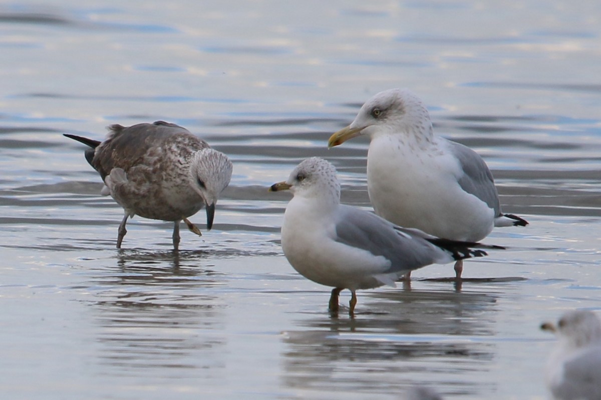 Kaio iluna - ML644492467