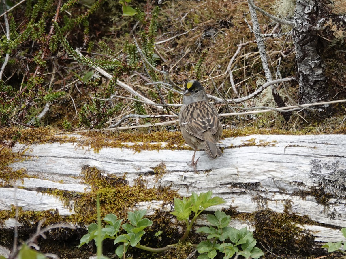 Bruant à couronne dorée - ML644492471