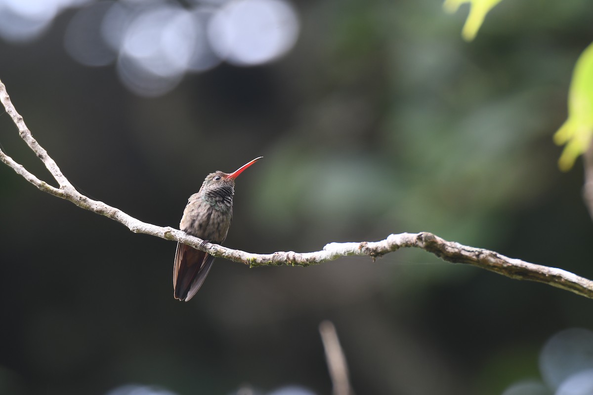 Rufous-tailed Hummingbird - ML644492483