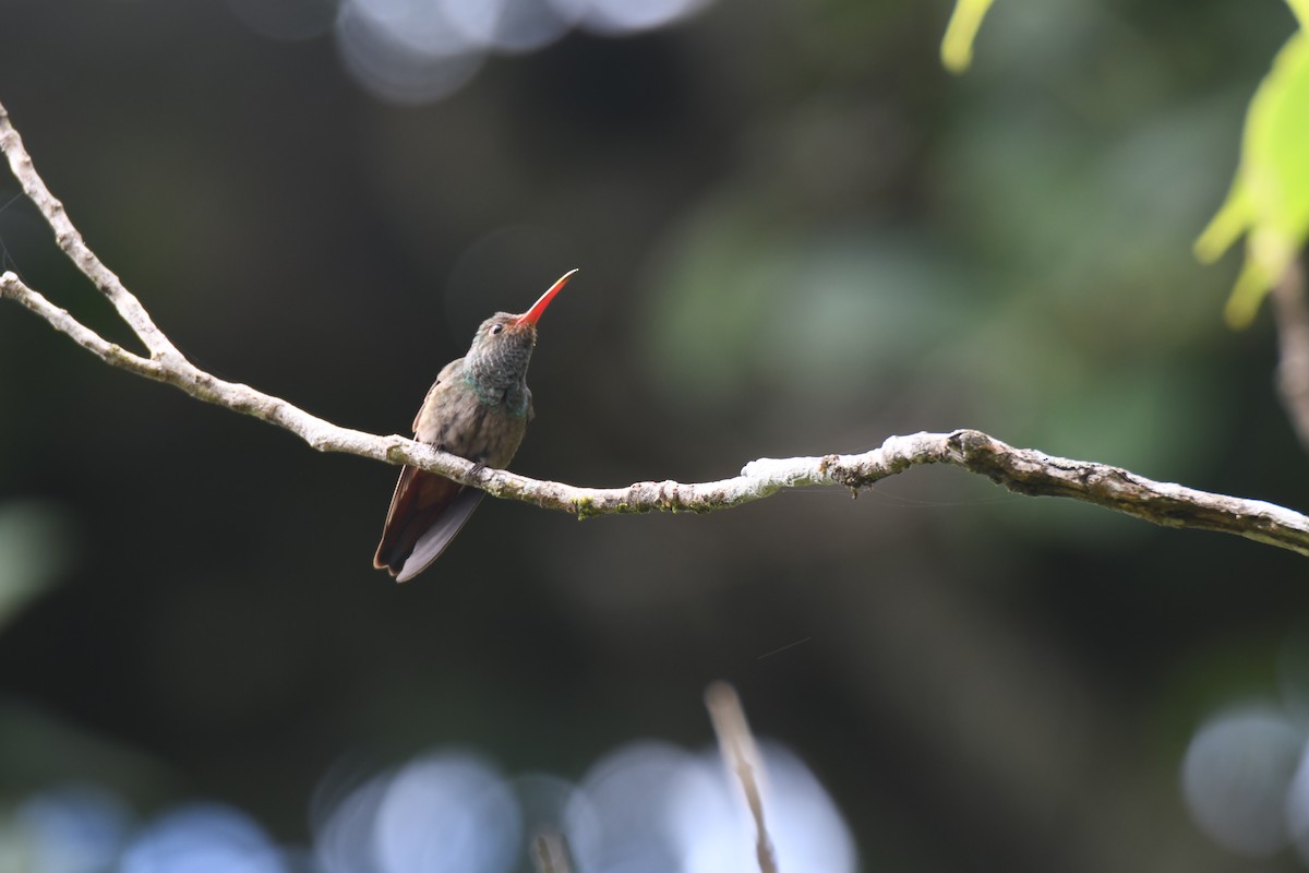 Rufous-tailed Hummingbird - ML644492484