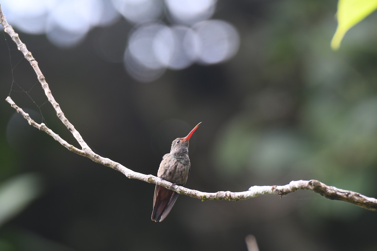 Rufous-tailed Hummingbird - ML644492485