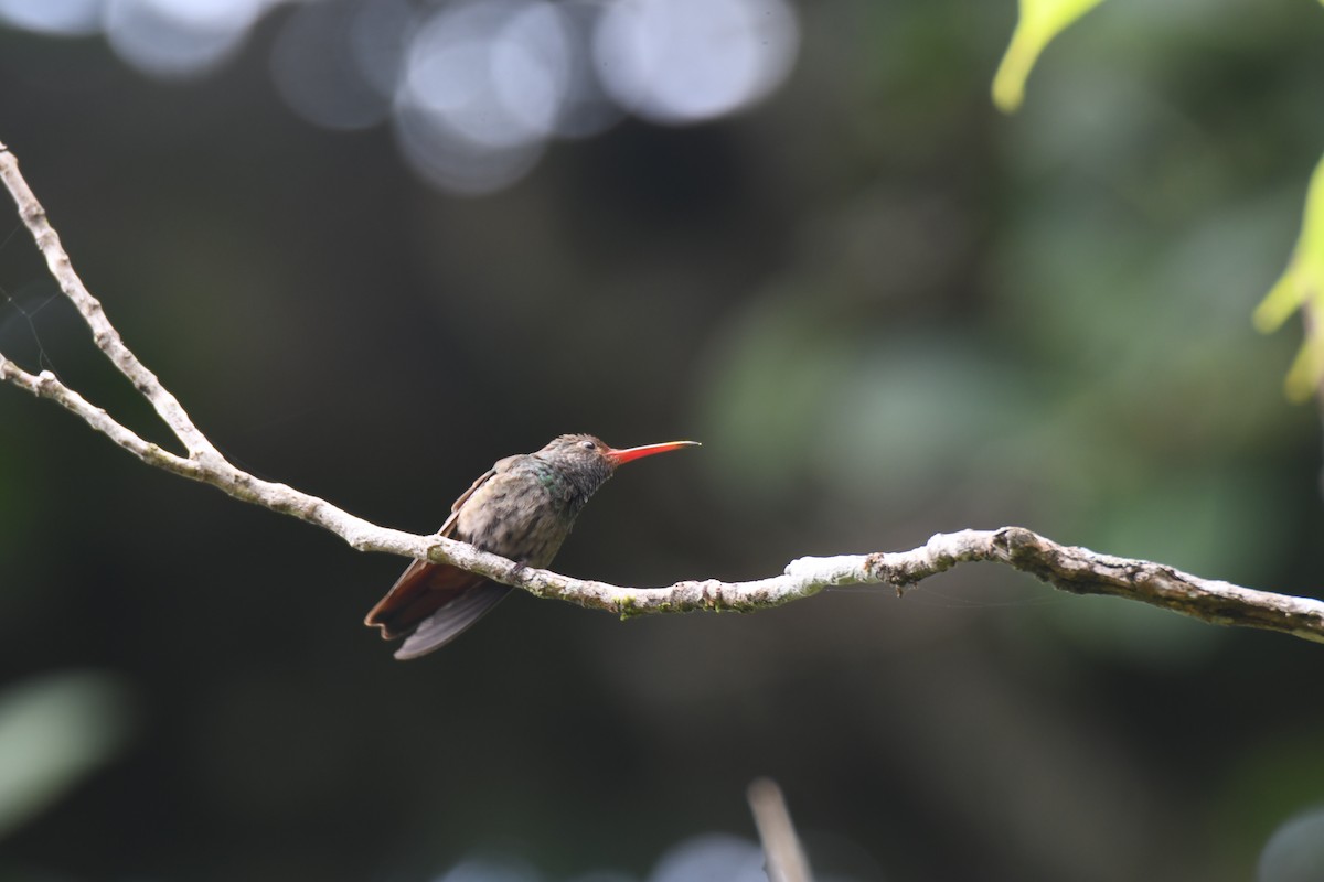 Rufous-tailed Hummingbird - ML644492486