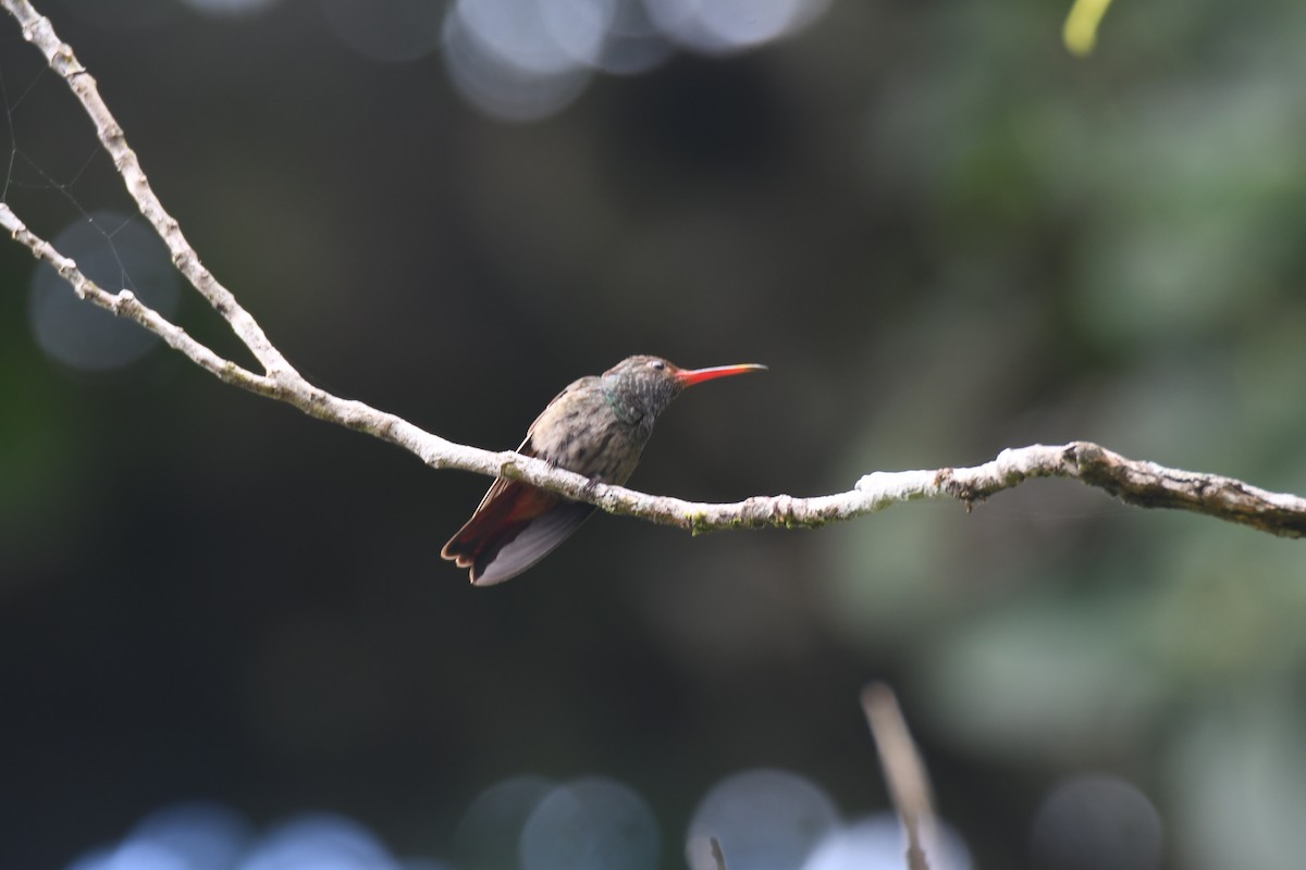 Rufous-tailed Hummingbird - ML644492487
