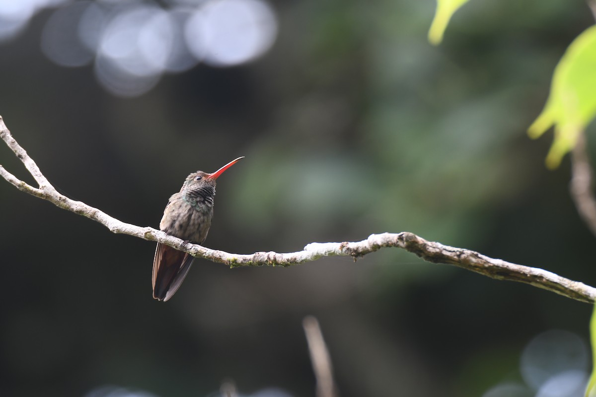 Rufous-tailed Hummingbird - ML644492488