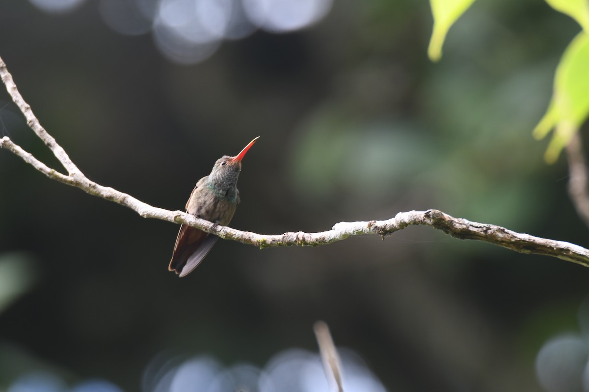 Rufous-tailed Hummingbird - ML644492489