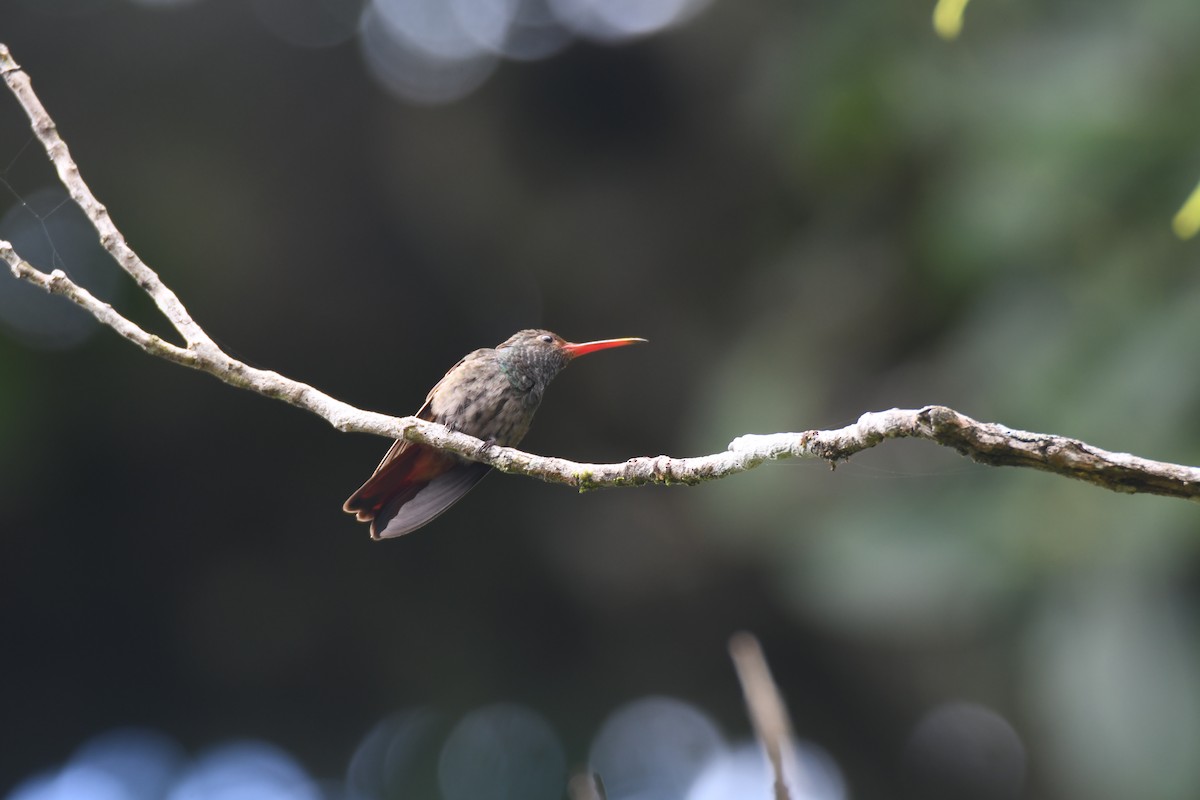 Rufous-tailed Hummingbird - ML644492490
