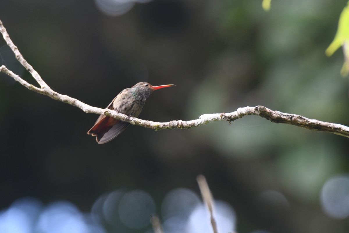 Rufous-tailed Hummingbird - ML644492491