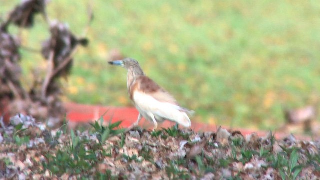 Squacco Heron - ML644492495