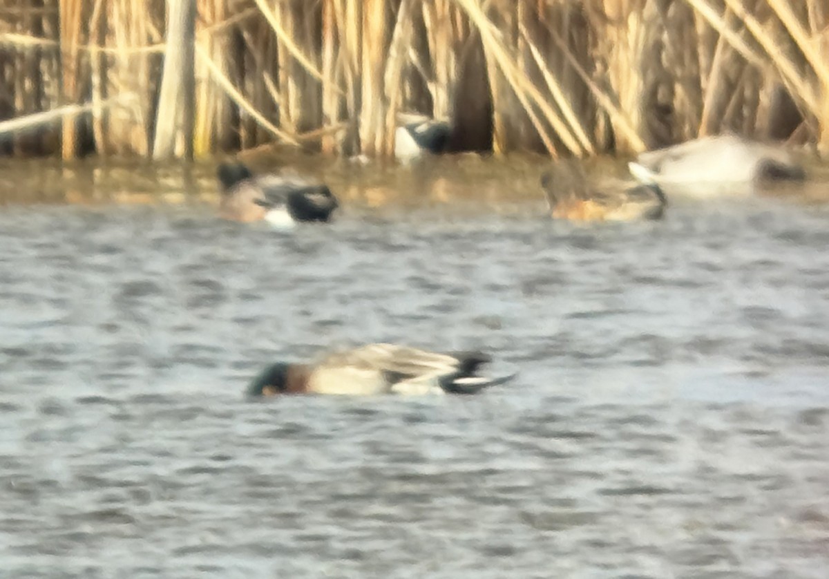 American Wigeon x Mallard (hybrid) - ML644492496