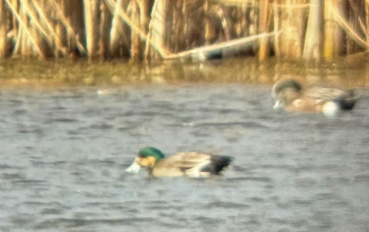 American Wigeon x Mallard (hybrid) - ML644492497