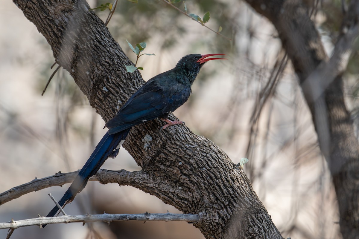 Слотняк пурпуровий - ML644492499