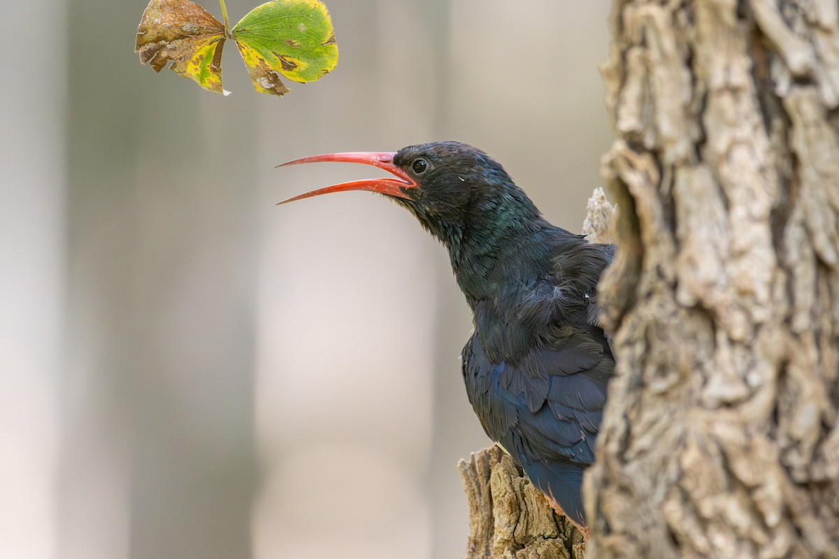 Слотняк пурпуровий - ML644492500