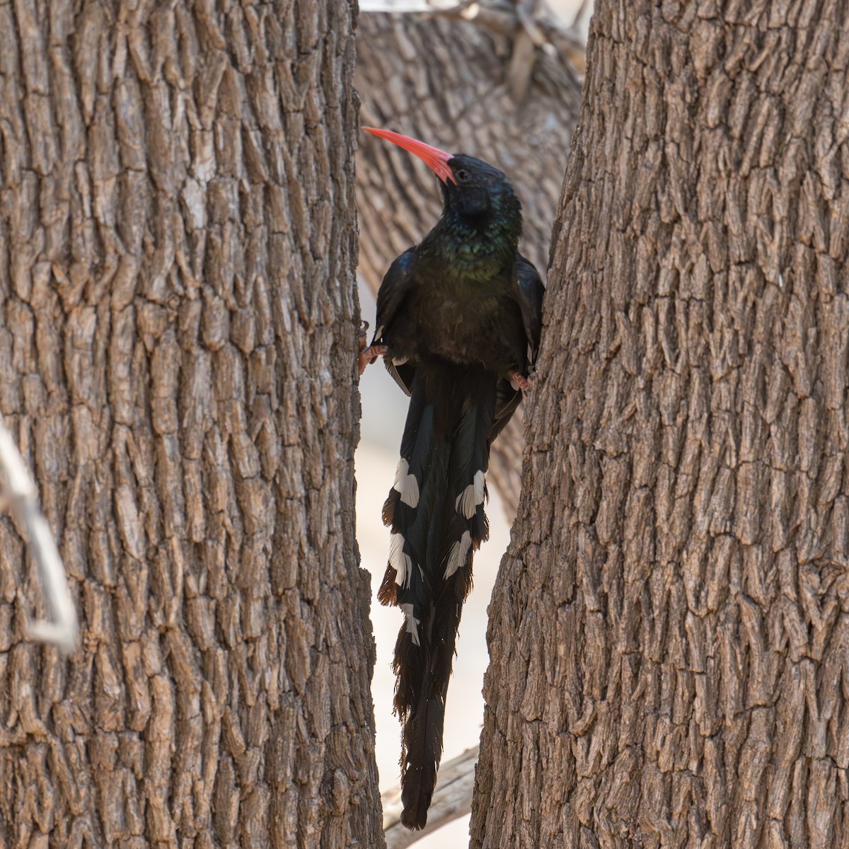 Слотняк пурпуровий - ML644492501