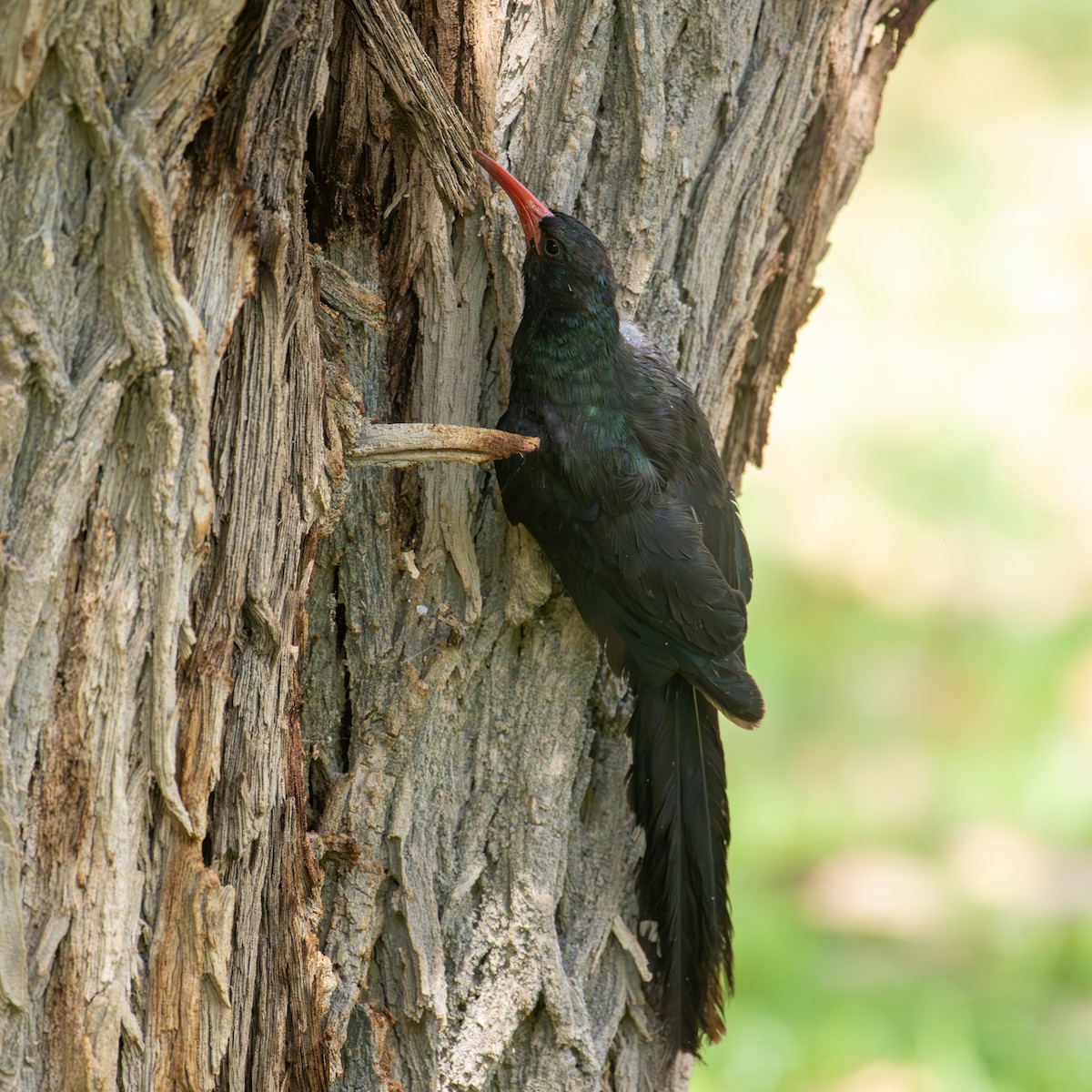 Слотняк пурпуровий - ML644492502