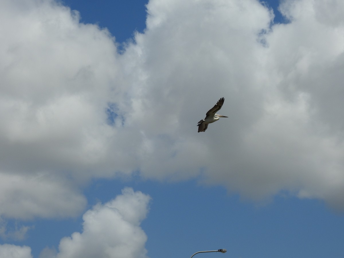 Australian Pelican - ML644492504